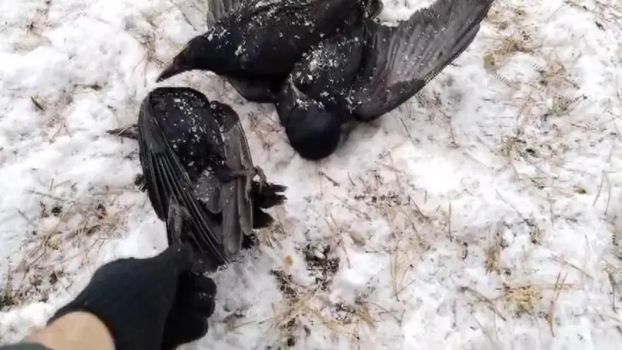 Kargalar soğuktan dondu! Termometreler eksi 20 dereceyi gösterdi 