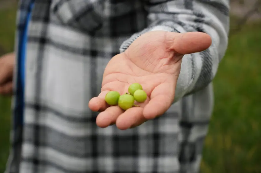 Bahçesinde ilginç olay yaşadı: "Bu mevsimde de erik yemedik demeyiz" Bahçesinde ilginç olay yaşadı: "Bu mevsimde de erik yemedik demeyiz"
