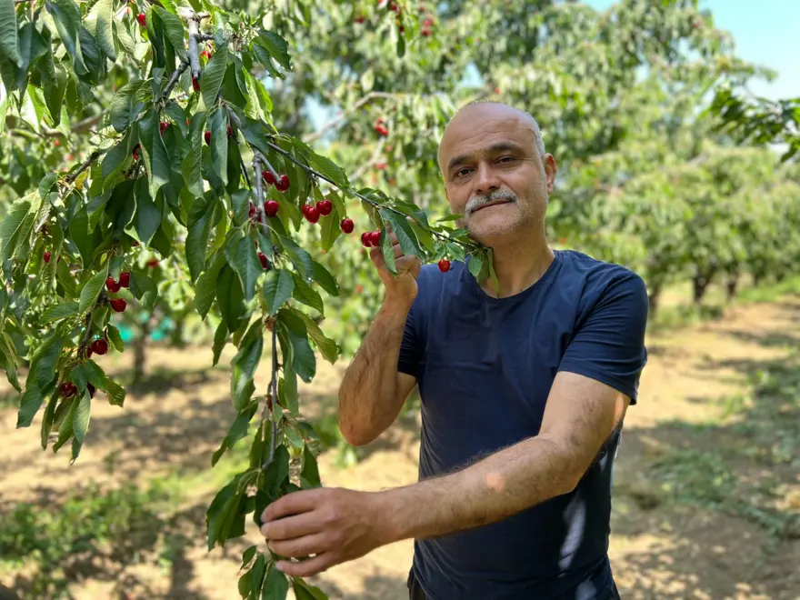Çay bardağına bile sığmıyor: Hasadı başladı 7