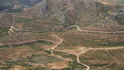 Küle dönen ormanlar yeniden can buluyor