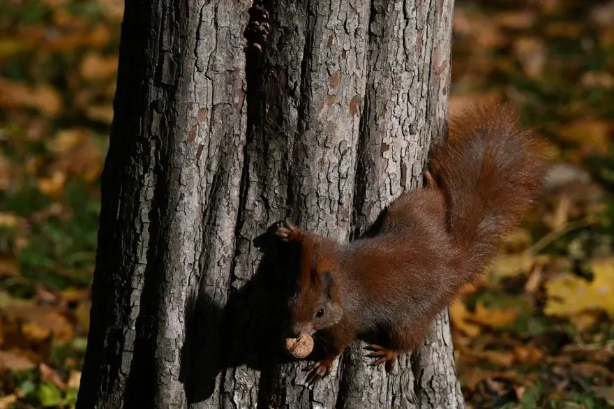 Katil sincapların yükselişi: Kemirgenler etoburlaşıyor mu? 3