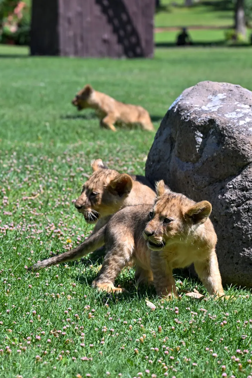 Erdoğan'ın aslanlarına isim aranıyor: Anketle belirlenecek 5