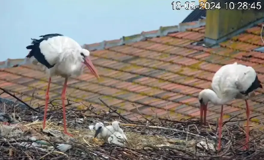 Yaren leylek ile eşi Nazlı, 4 yavrusundan 2’sini kaybetti 8