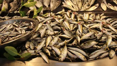 Olta ve ağ balıkları tezgahlarda: Hamsi 50, istavrit 40 liradan satılıyor