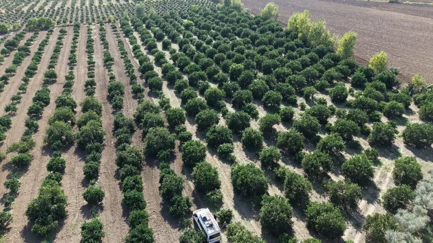 En ucuz meyve: 8 TL'ye kadar düştü 1