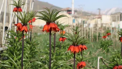 Bir aylık ömürleri olan ters laleler çiçek açtı