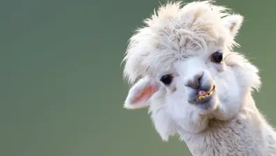 Şizofreniyle savaşta umut olabilecek hayvan belirlendi