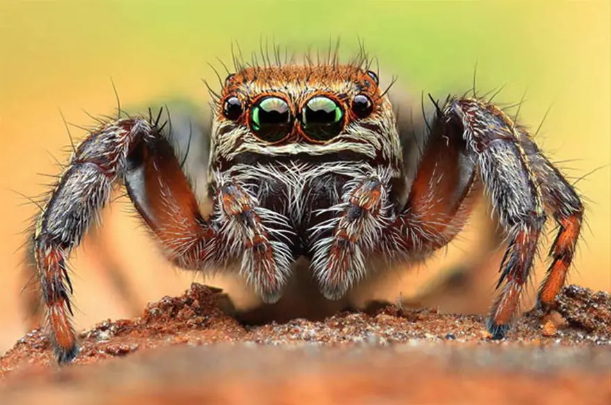 Bu kadar yakından görmediniz 6