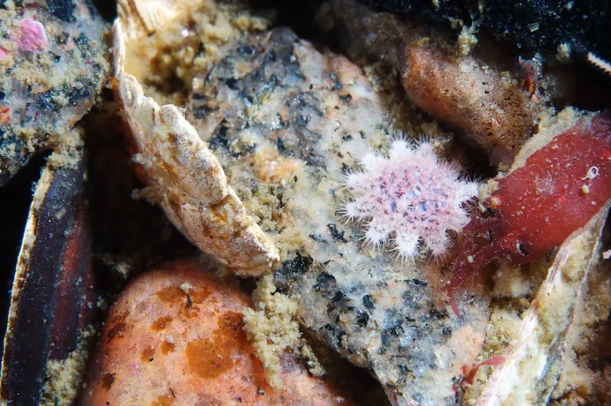 Beyaz Deniz'in harikaları 57