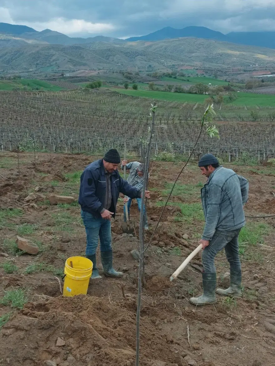 Ağırlığı 1 kiloya kadar çıkıyor, bu da limon ayva: Boğaz ağrısına, bağışıklığa iyi geliyor 1