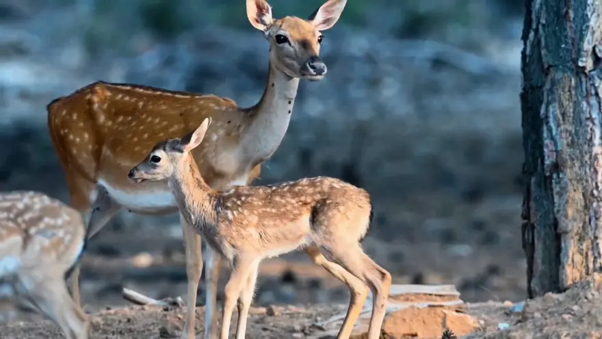 Yavru alageyik sayısı tüm zamanların en yükseğine ulaştı 3