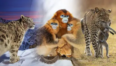 Yılın Vahşi Yaşam Fotoğrafı  finalistleri belli oldu (Wildlife Photographer of the Year)