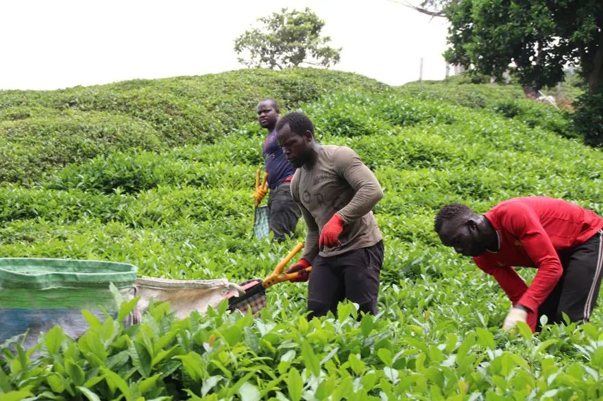 ''ARTIK ÇAY TOPLAMAYI ÖĞRENDİM'' 4