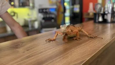 "Ökkeş" beldenin maskotu oldu: Gelen hatıra fotoğrafı çektiriyor