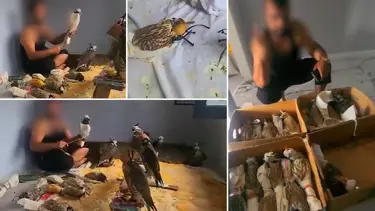 Sosyal medyada gündem olmuşlardı: Kuş çetesine Silivri'de baskın!