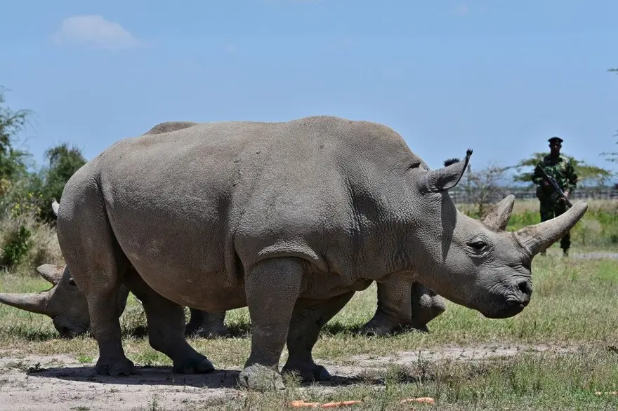 VAHŞİ DOĞADA SADECE 2 TANE VAR 1