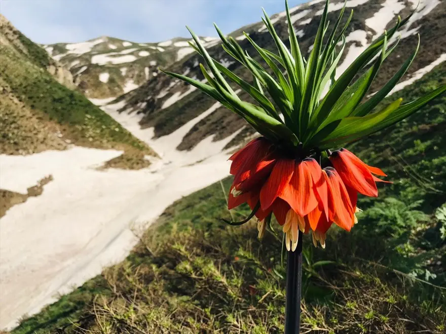 Hakkari'de 'ağlayan gelinler' ziyaretçi akınına uğruyor 