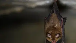 ABD, Pekin'den yarasa mağarasından zatürre kapan madencilerin kayıtlarını istedi
