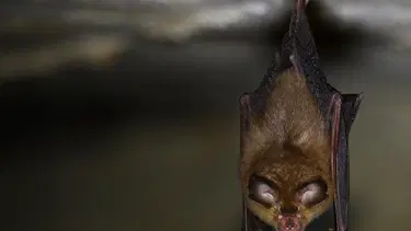 ABD, Pekin'den yarasa mağarasından zatürre kapan madencilerin kayıtlarını istedi