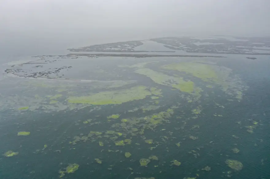 Balık ölümlerinden sonra şimdi de yosun kirliliği 1 Balık ölümlerinden sonra şimdi de yosun kirliliği 1