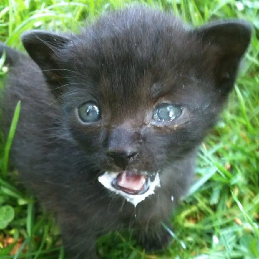 Hayatını kedileri kurtarmaya adadı 47