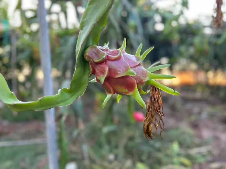 Hasat başladı, kilosu 180 TL'den alıcı buluyor... Bakımı domates, biber gibi 2 Hasat başladı, kilosu 180 TL'den alıcı buluyor... Bakımı domates, biber gibi 2