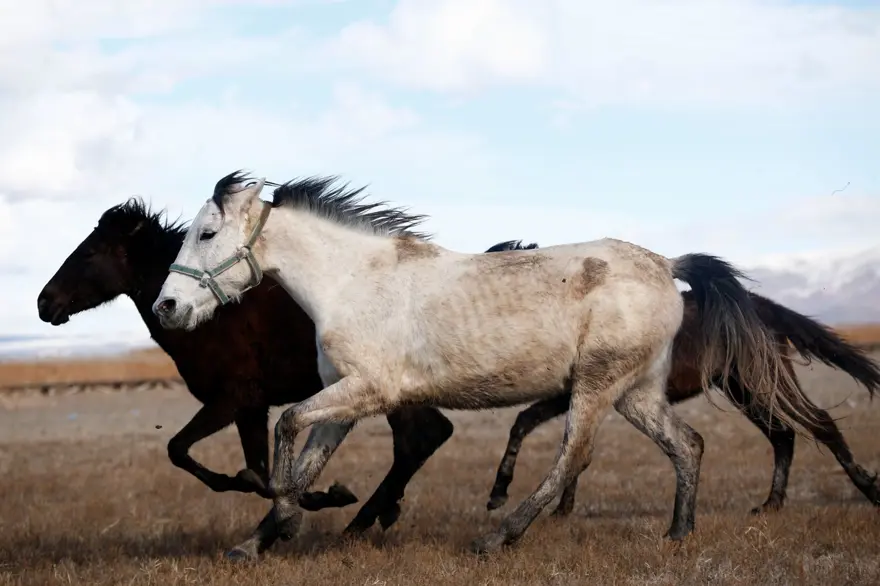 Sultan Sazlığı'na renk katan Yılkı atları kışın bölge halkınca besleniyor 13