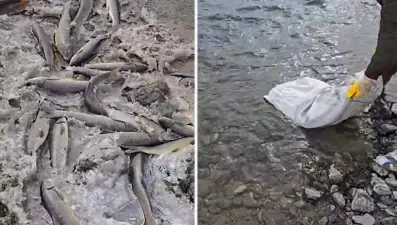 Aras Nehri'nde toplu balık ölümleri