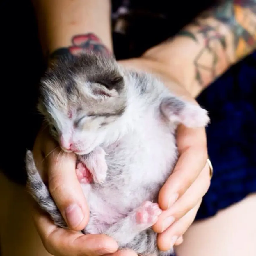 Hayatını kedileri kurtarmaya adadı 77