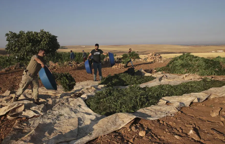 Mısır tarlasından 190 bin kök Hint keneviri ve 415 kilo esrar çıktı 17