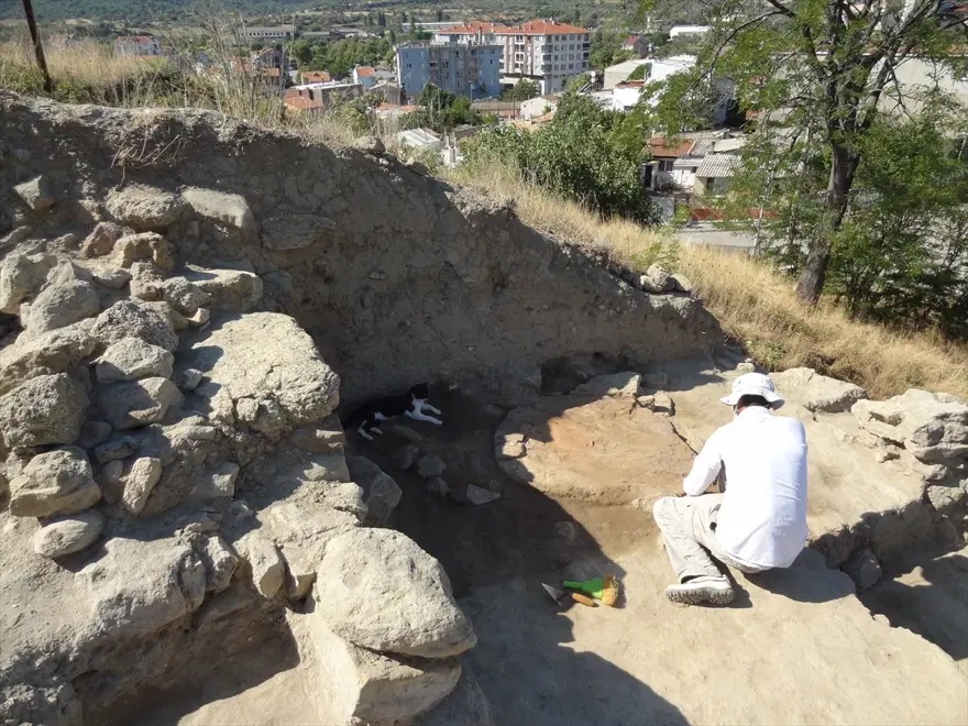 Kazı alanından çıkartılıp hayata döndürülen kedi: Mokali 9