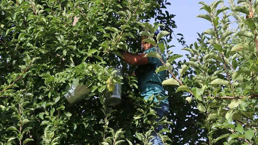 Isparta'da elma hasadı başladı 1