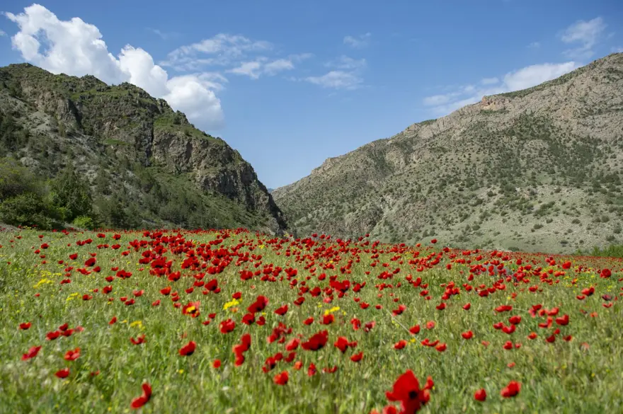 Erzurum'un ilçeleri ilkbahar güzelliğiyle fotoğraf tutkunlarını ağırlıyor 4