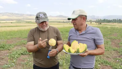Halk arasında "yer muzu" deniliyor: Bağrıbütün'de hasat başladı