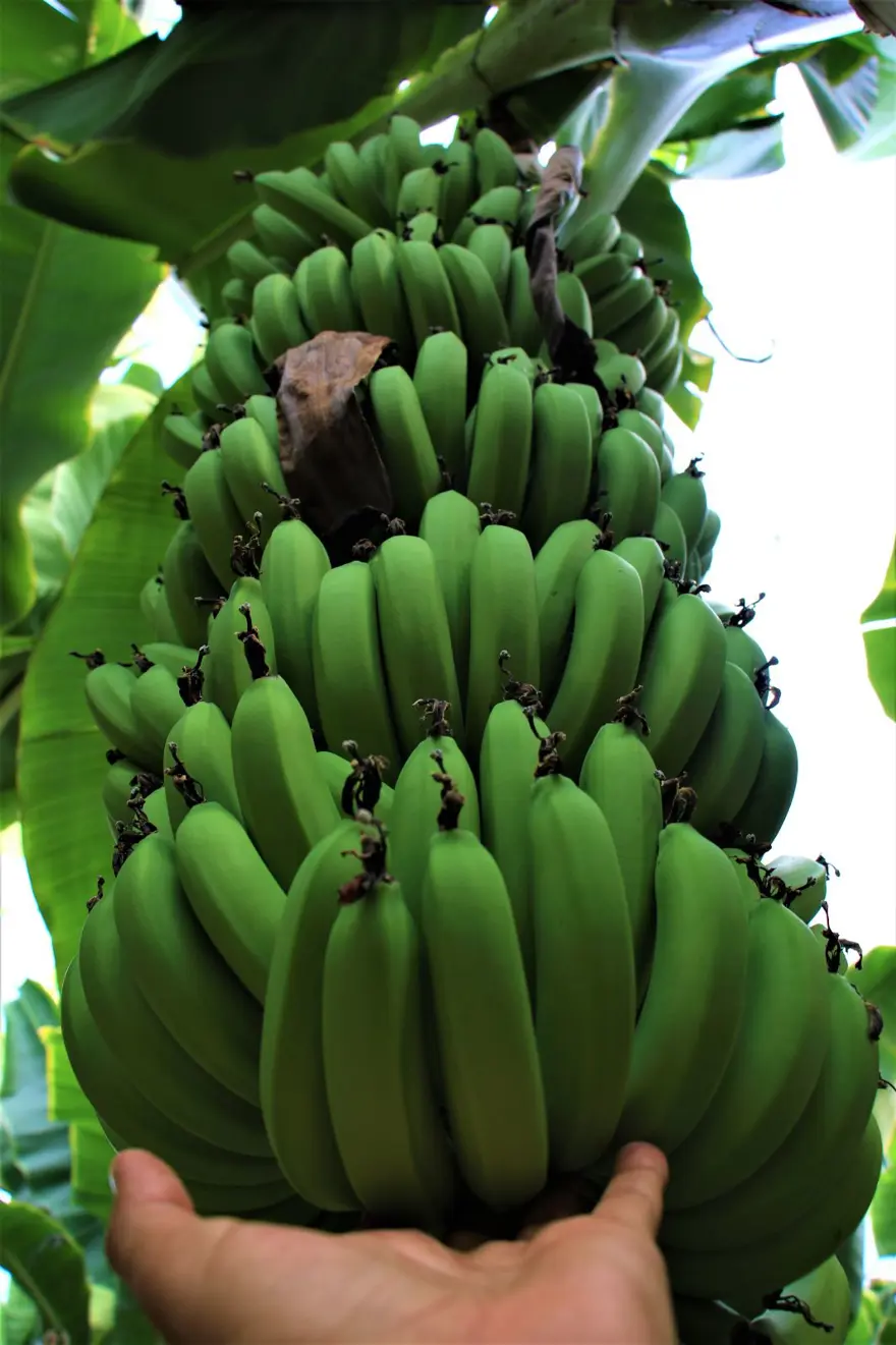 Muz üreticide 3 lira markette 12 lira 