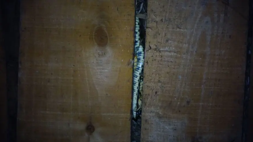 GEÇ SAATE KADAR TELEVİZYON İZLİYORLAR 2