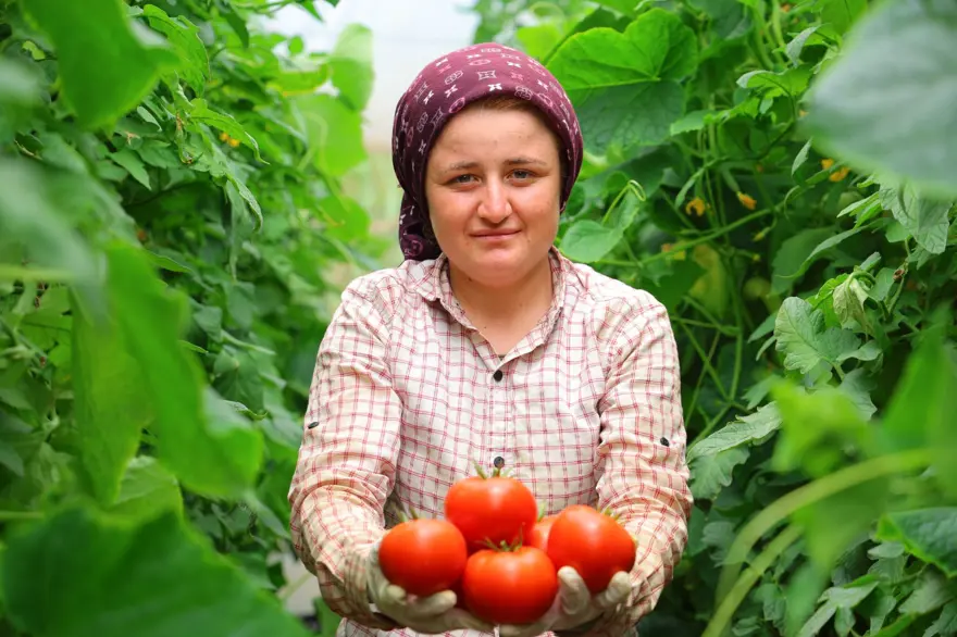 Mahallenin temel geçim kaynağı: Örtü altı üretim dört mevsim yapılıyor 4