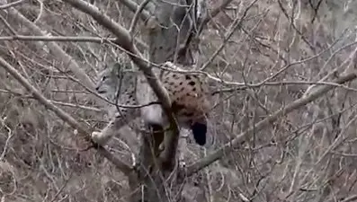 Kangallardan kaçan vaşak ağaca tırmandı