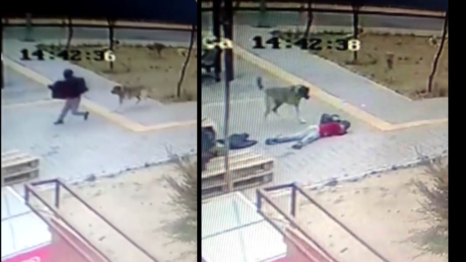 Başıboş köpekler çocuğa saldırdı