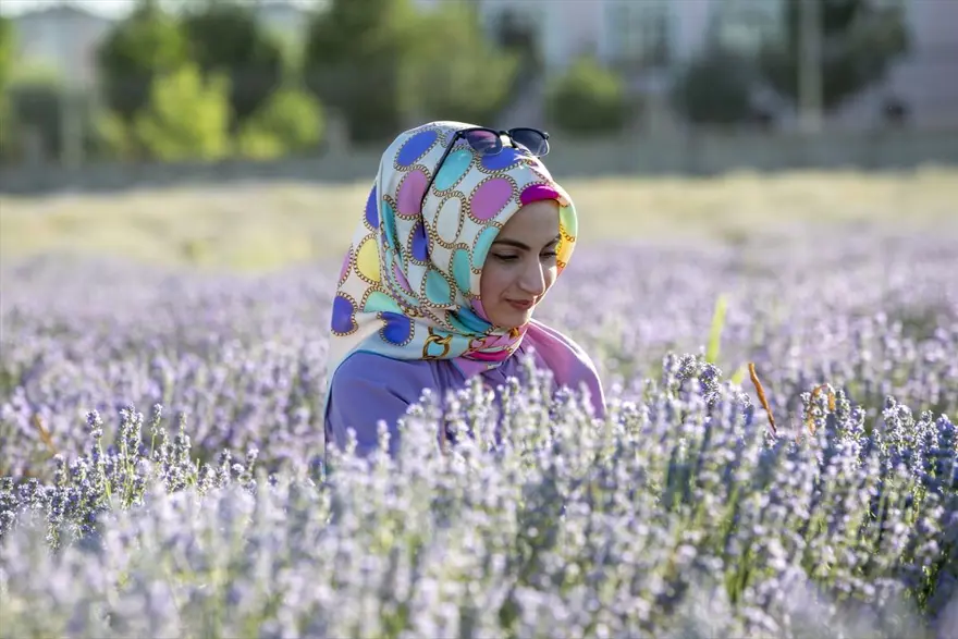 Diyarbakır'ın yeni cazibe merkezi: Lavanta bahçeleri 14