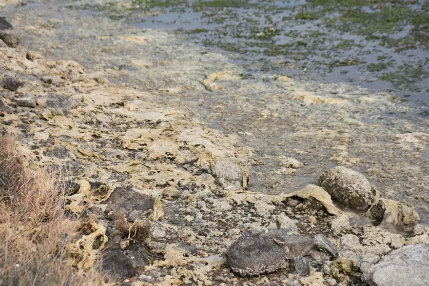 Çakalburnu Lagünü için kritik deniz marulu uyarısı: Son 2 yıldır marullar hiç kalkmadı 1 Çakalburnu Lagünü için kritik deniz marulu uyarısı: Son 2 yıldır marullar hiç kalkmadı 1