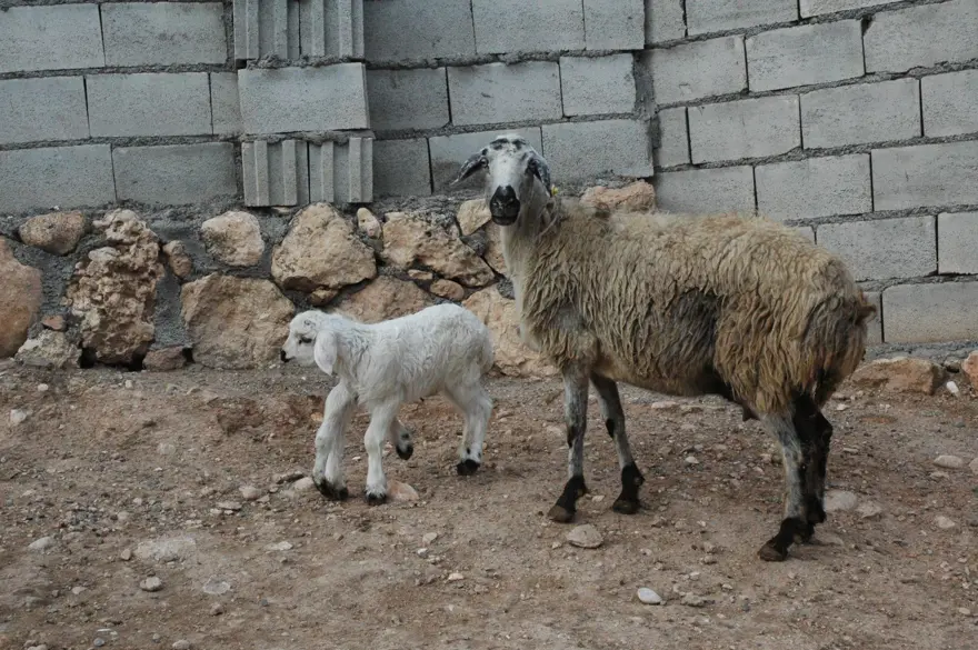 Diyarbakır'da 6 ayaklı doğan kuzu görenleri şaşırtıyor 10 Diyarbakır'da 6 ayaklı doğan kuzu görenleri şaşırtıyor 10