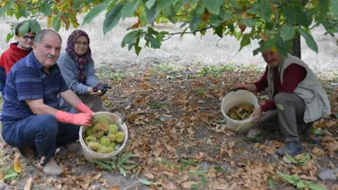 Balıkesir’de kestane hasadı başladı