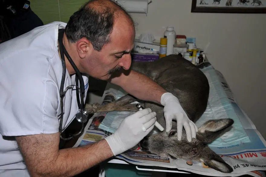 Yavru karaca tedavi edildi 2 Yavru karaca tedavi edildi 2
