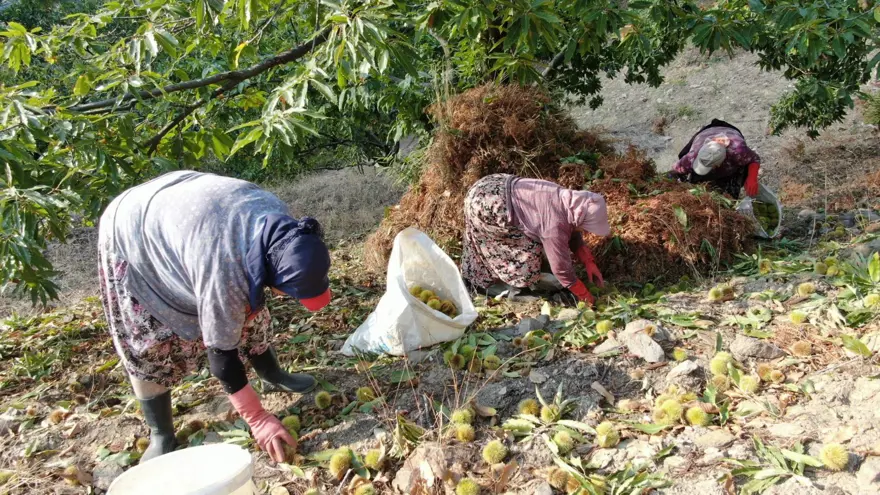 "YEVMİYE PAHALI AMA İŞÇİ YOK" 4 "YEVMİYE PAHALI AMA İŞÇİ YOK" 4