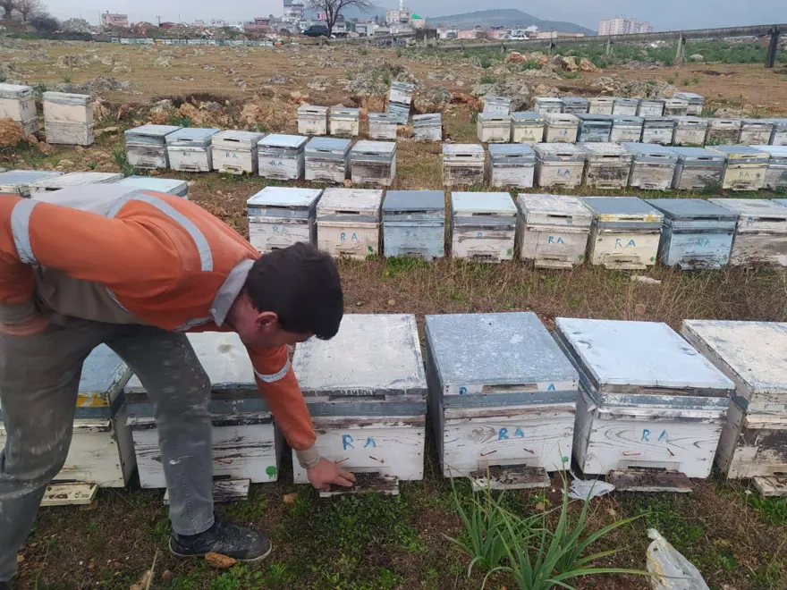 Adana'daki arı ölümleri üzerine inceleme başlatıldı Adana'daki arı ölümleri üzerine inceleme başlatıldı