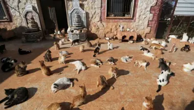 Suriye'de savaş sadece insanları çaresiz bırakmadı: İdlib’teki hayvan sığınağı her gün binlerce kediyi tedavi ediyor