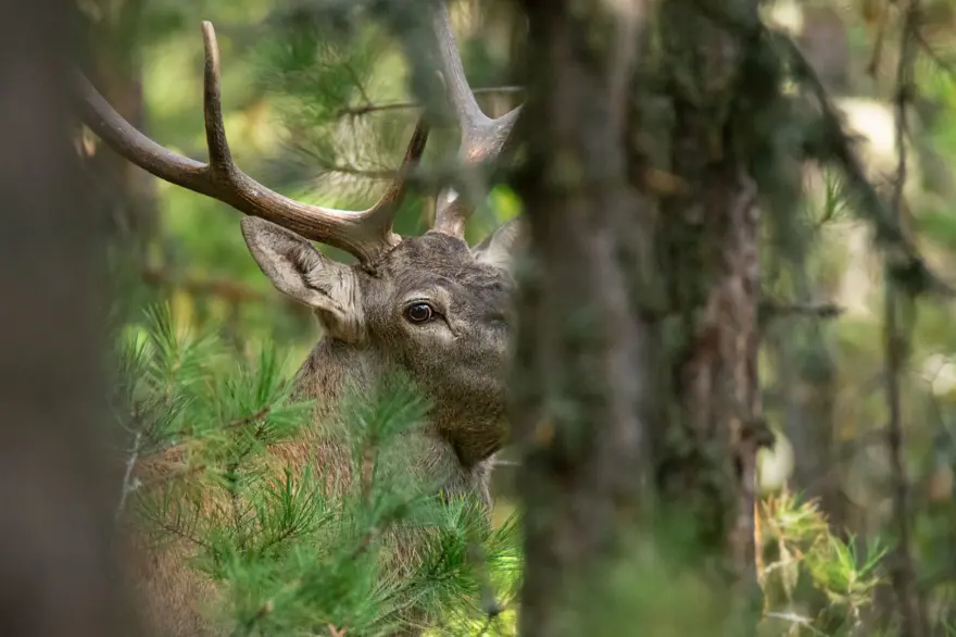 25 gün boyunca kamp kurup kızıl geyiklerin peşinde koştu 5 25 gün boyunca kamp kurup kızıl geyiklerin peşinde koştu 5