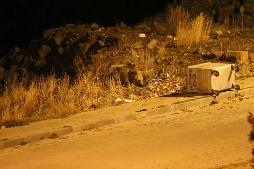 Dünyada tek göç edebilen ayı türü: Sarıkamış'ta çöpten beslenirken görüntülendi 1