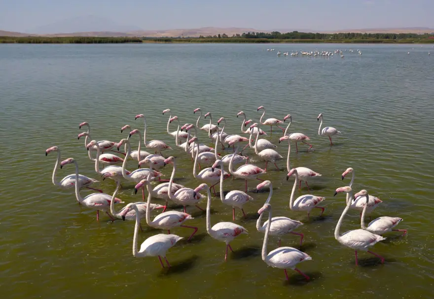 Van Gölü binlerce flamingoya ev sahipliği yapıyor 12